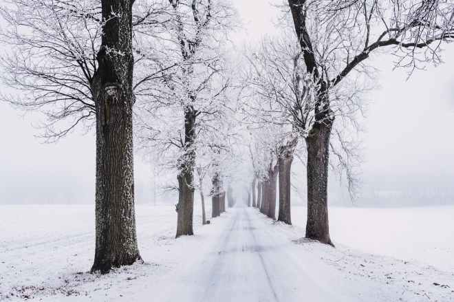 snowy pathway surrounded by bare tree